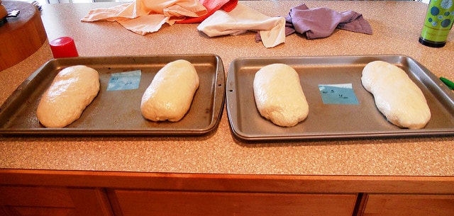 2 trays with 2 loaves each of shaped dough .