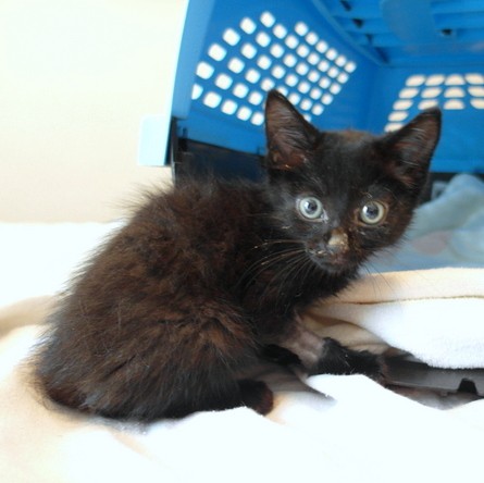 Benny the small black kitten looking at the camera.