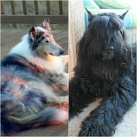 a collage of 2 photos of dogs, a brindle collie and a Bouvier des Flandres