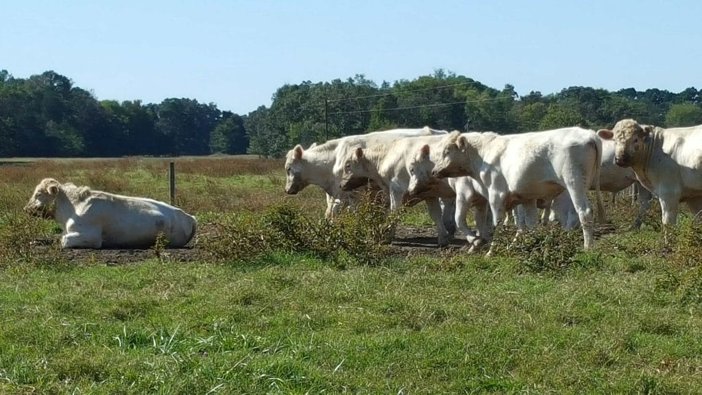 A herd of white cows in a paddock, one is lying down.