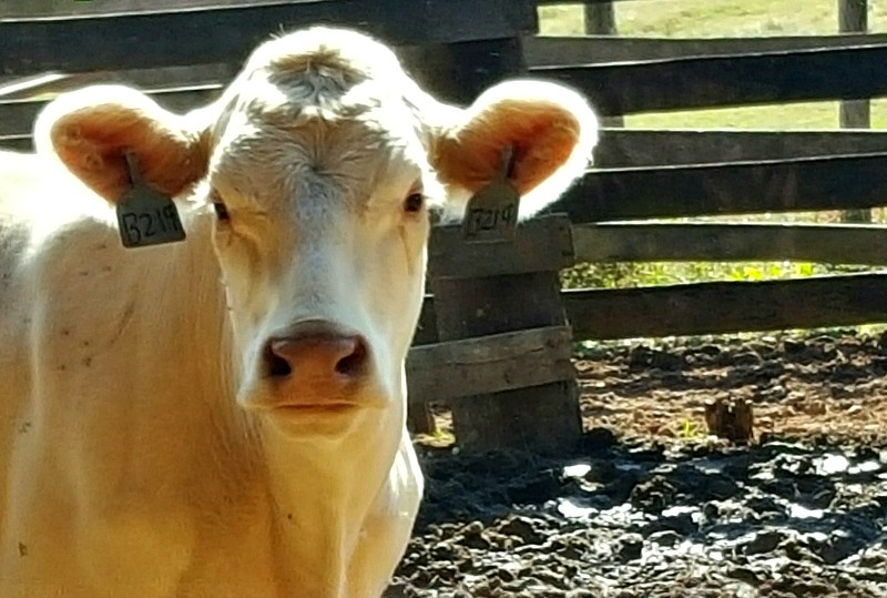 A white cow looking on from Baldwin farms.