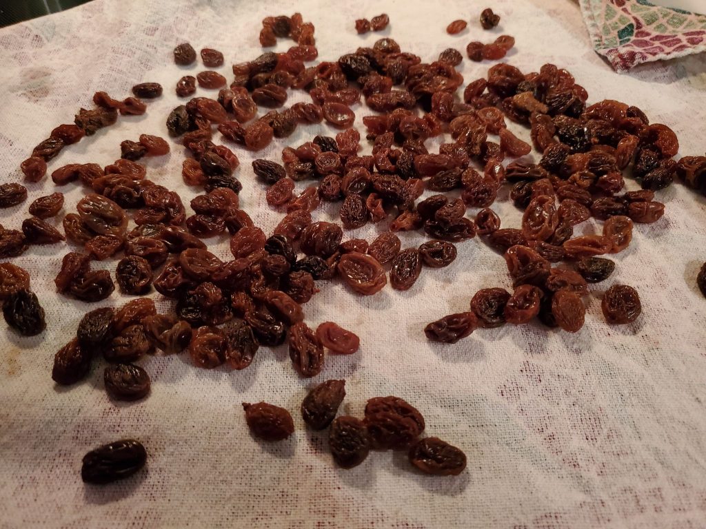 Raisins cooling on a tea towel.