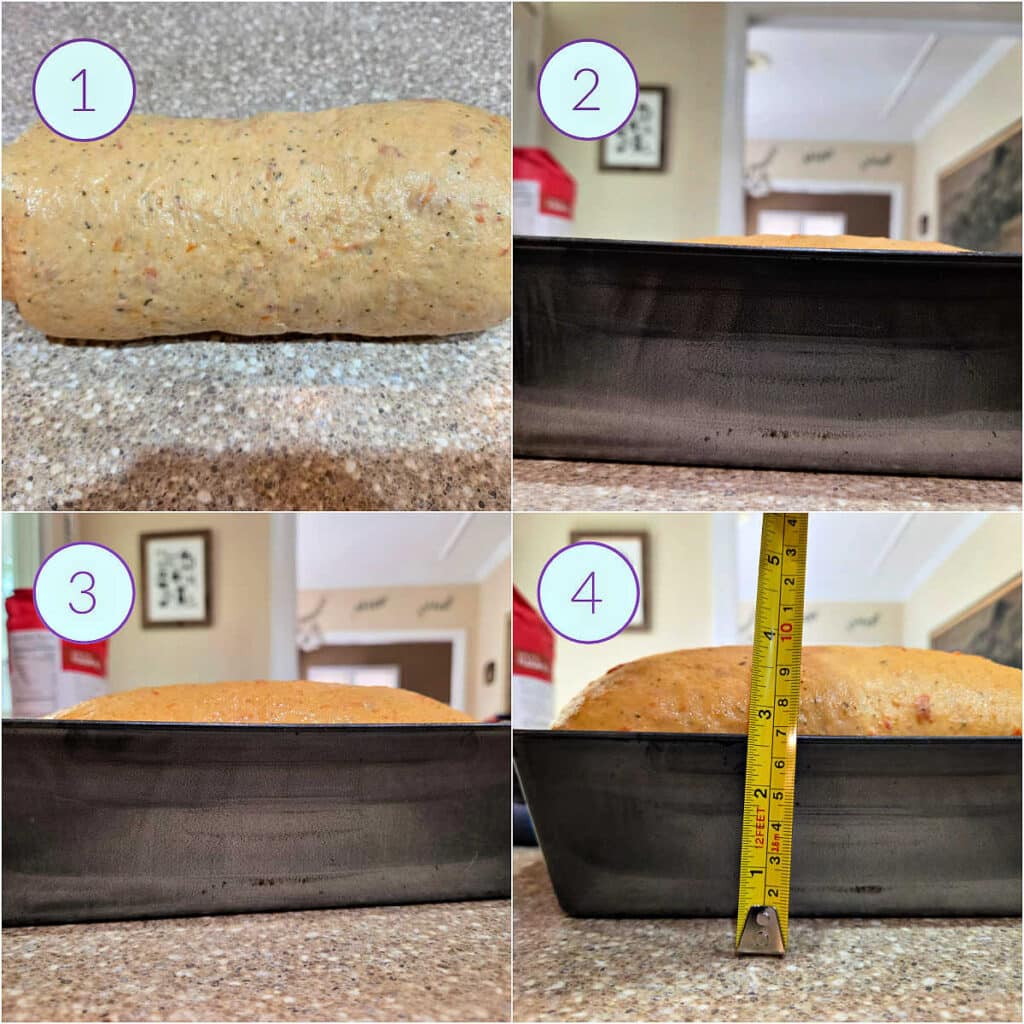 A collage of four images. The first shows the dough rolled into a loaf shape, and the next three show three stages of rising, with the last showing the dough cresting 1" over the rim of the pan with a tape measure held up for clarification.